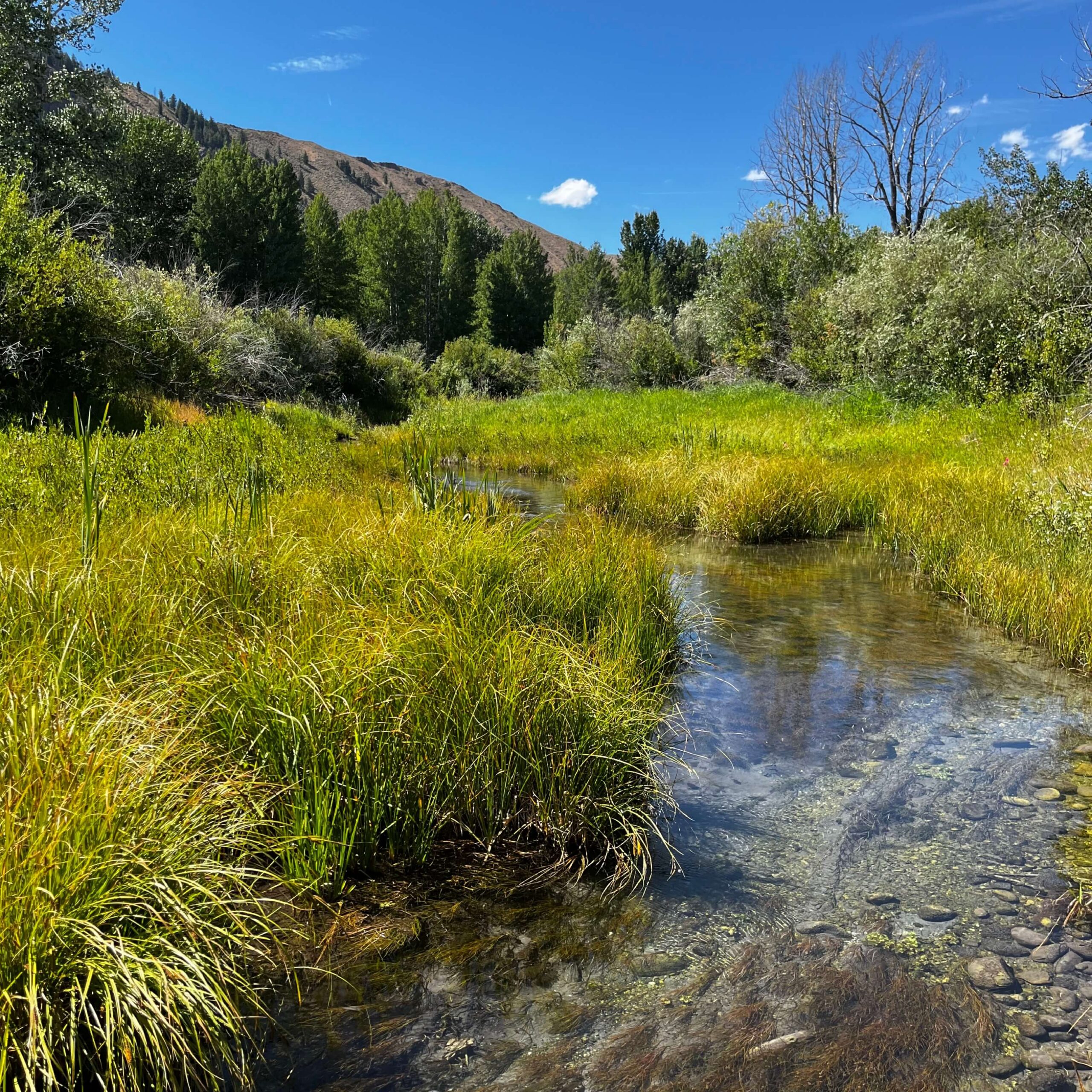 wetland-delineation-hailey-idaho-galena-benchmark-engineering